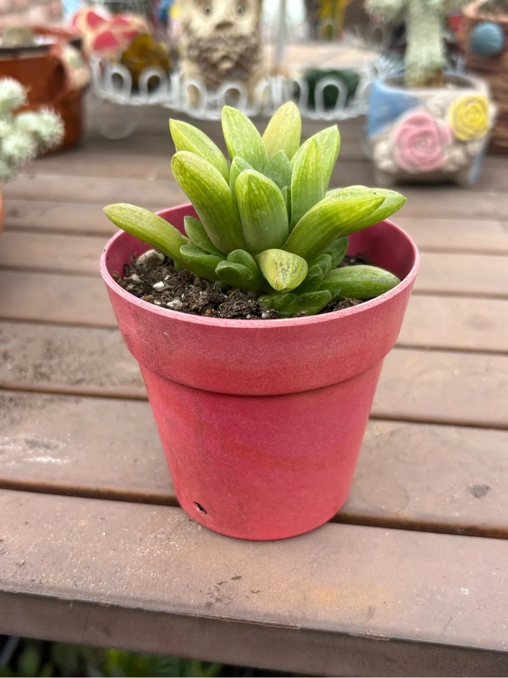 Haworthia Green Succulent in Pink Pot - Home Accents